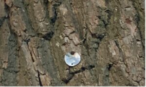 small metal disk nailed to the trunk of a large old tree.